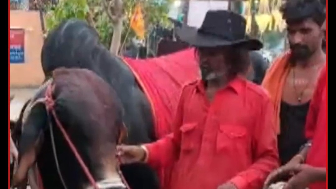 hariyana devotee carries nandi