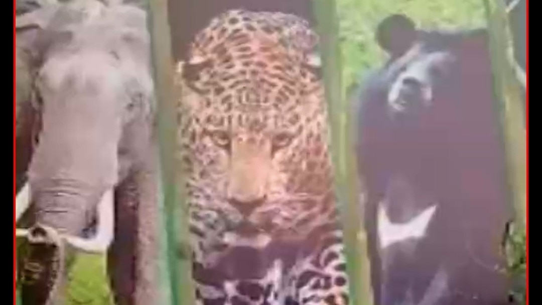 bijnor leopard chases biker