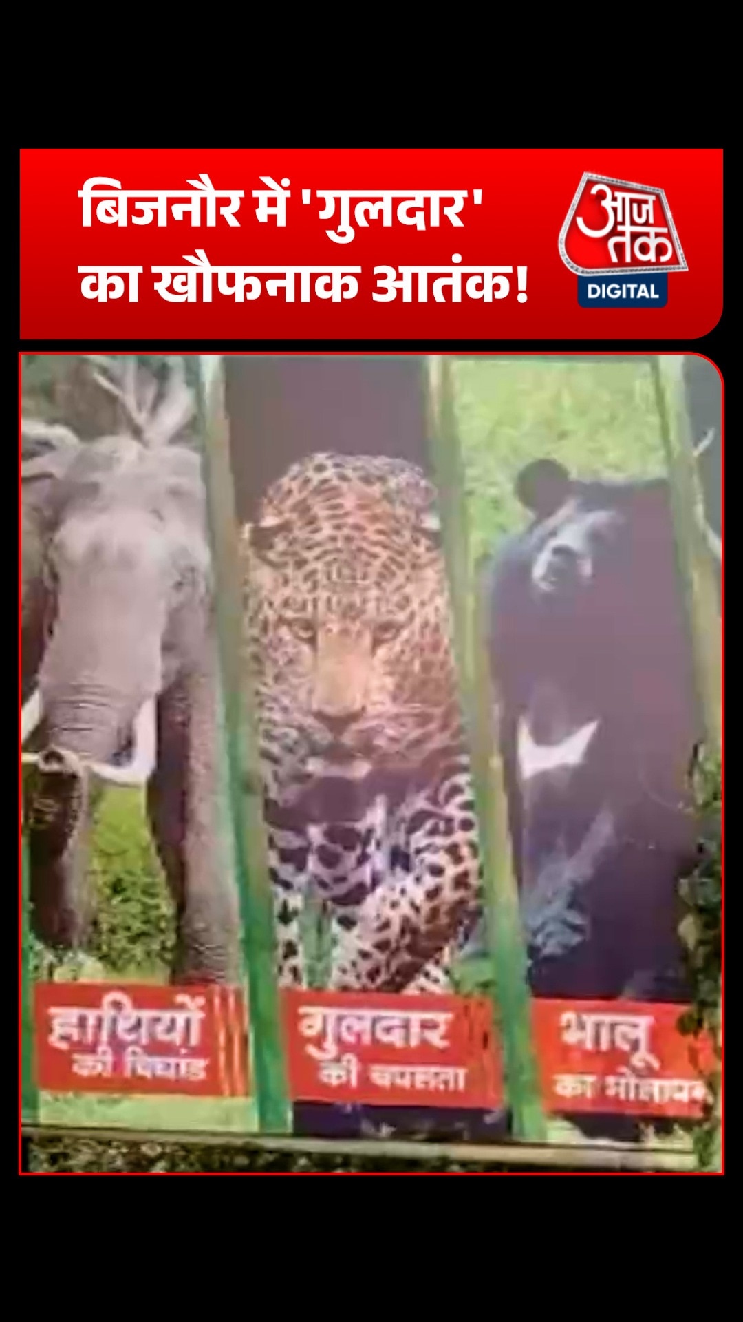 bijnor leopard chases biker