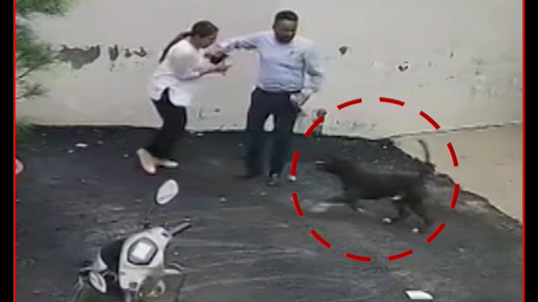 patiala pitbull attack