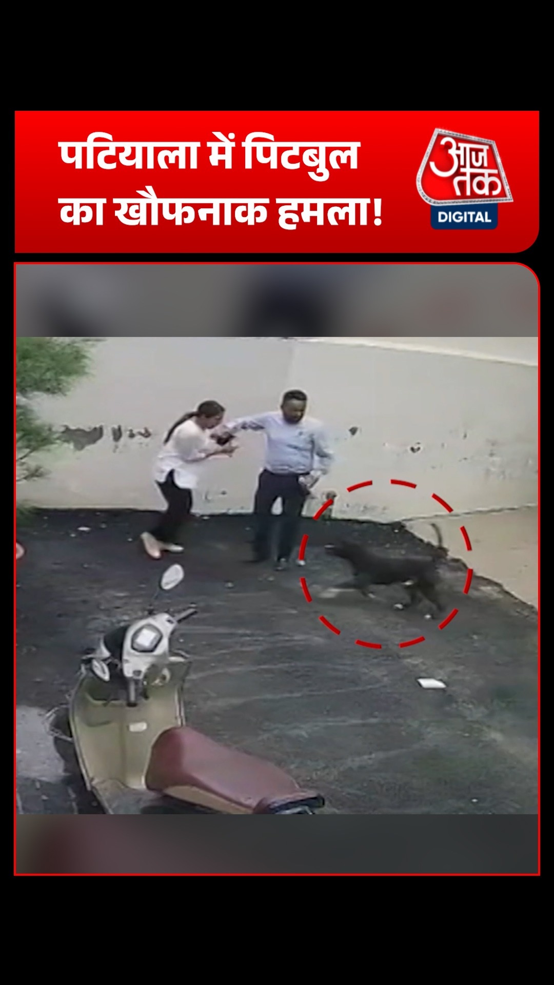 patiala pitbull attack