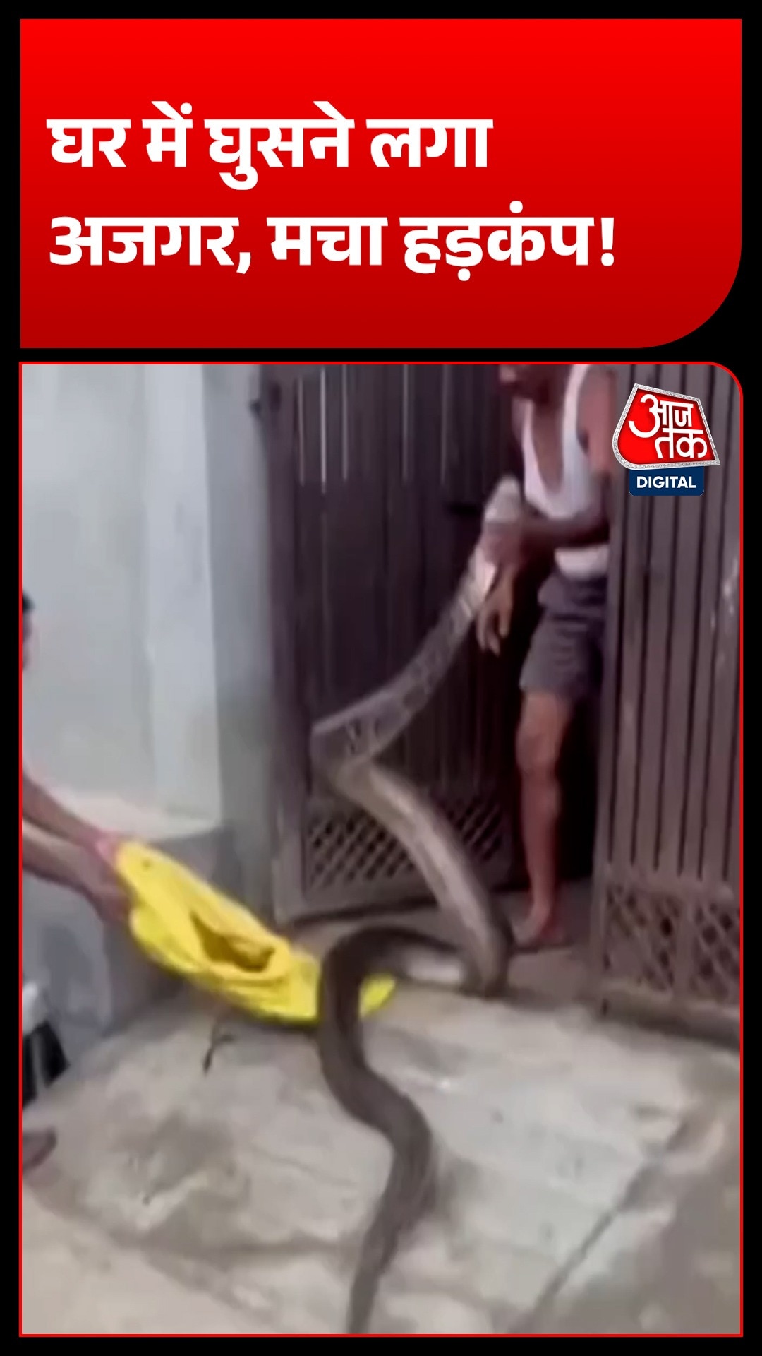 meerut giant python