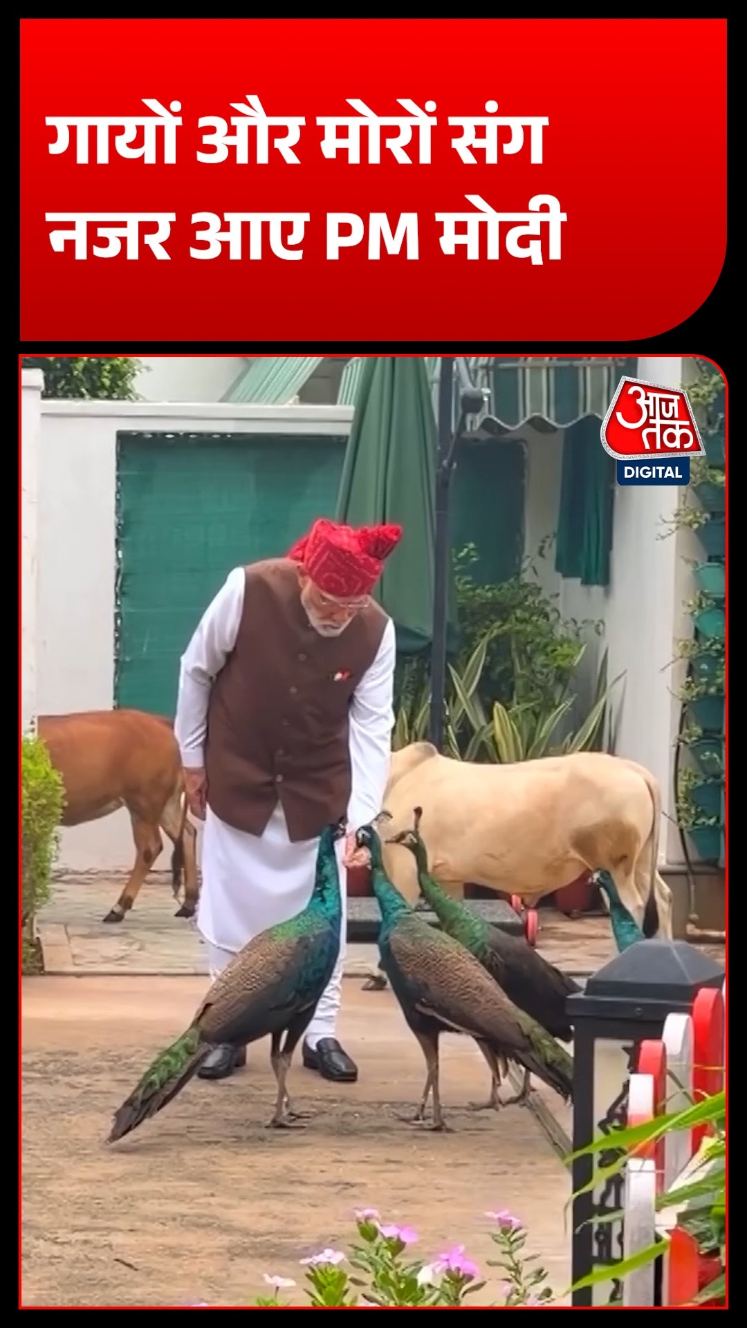 पीएम मोदी ने गायों को चारा और मोरों को खिलाया दाना, वीडियो सोशल मीडिया पर वायरल