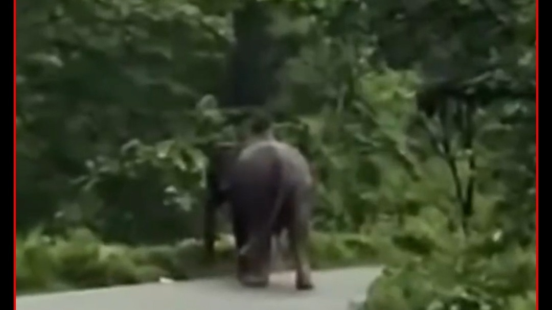 Elephant On NH 534