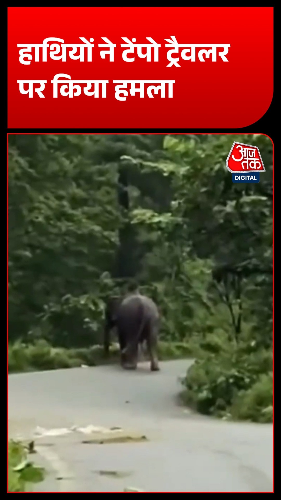 Elephant On NH 534