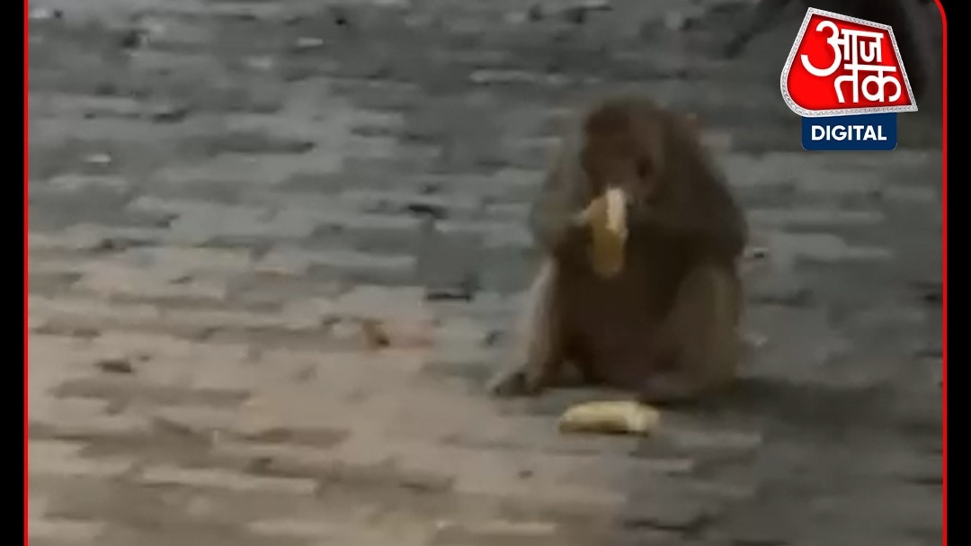 ayodhya monkey steals 42000 rupees