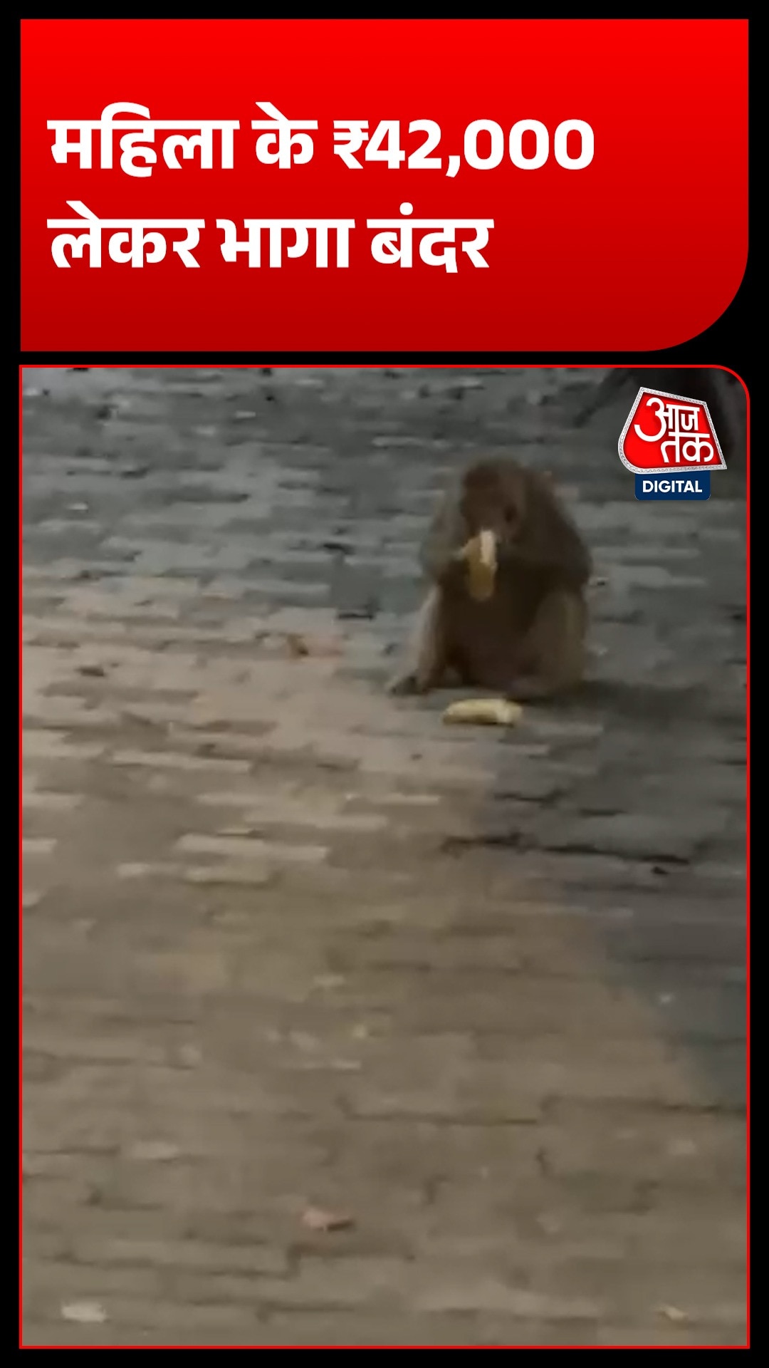 ayodhya monkey steals 42000 rupees