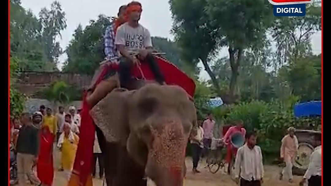 Elephant Welcome Video