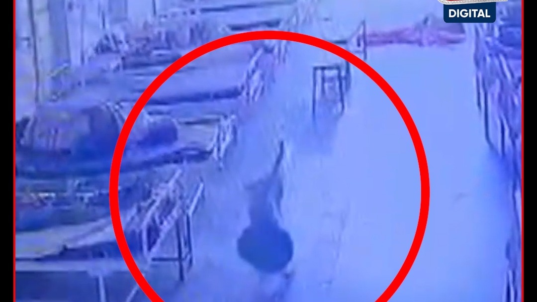 Dogs Robbed