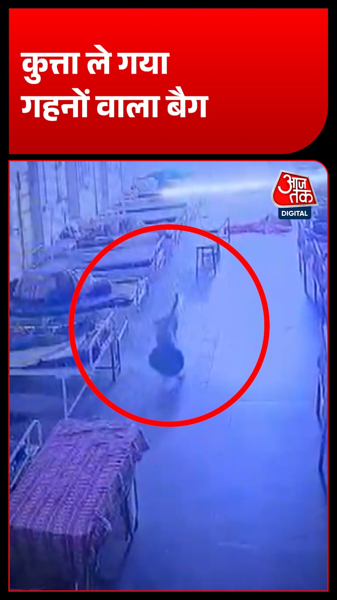 Dogs Robbed