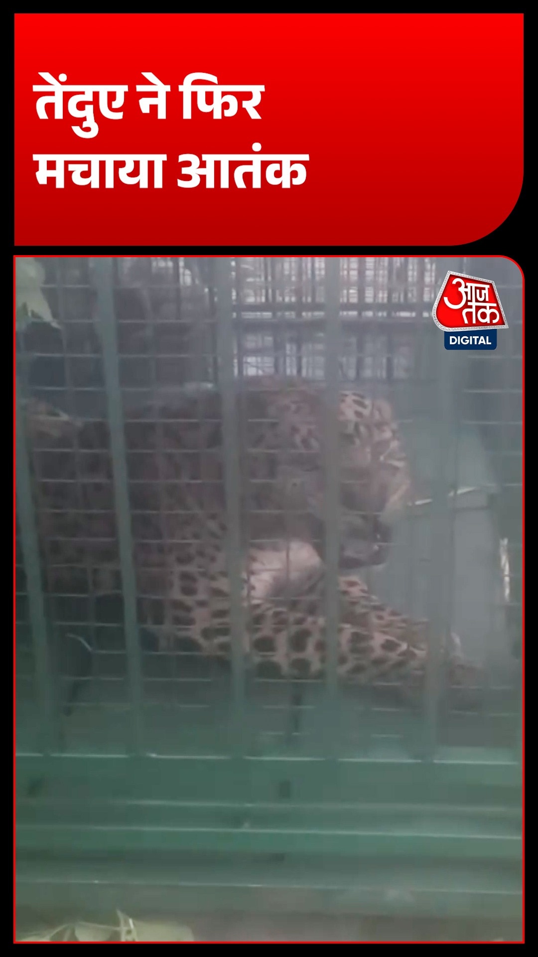 Moradabad Leopard Attack: तेंदुए का खौफ, अब किसान की ऐसे हुई मौत