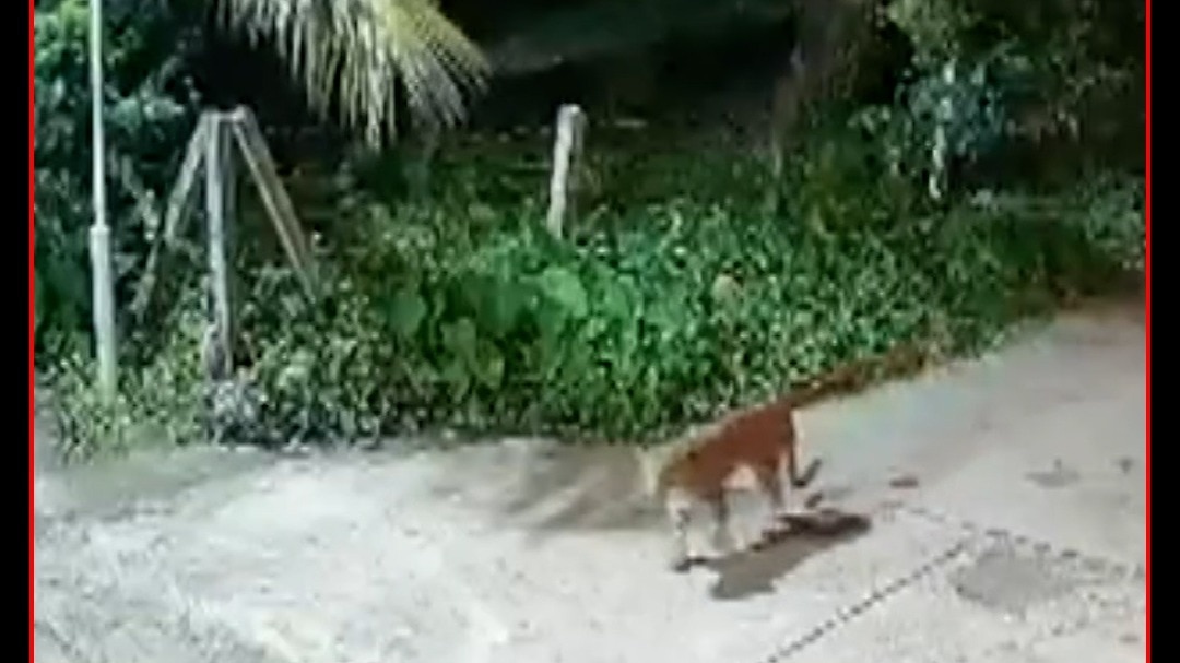 Leopard Viral Video 