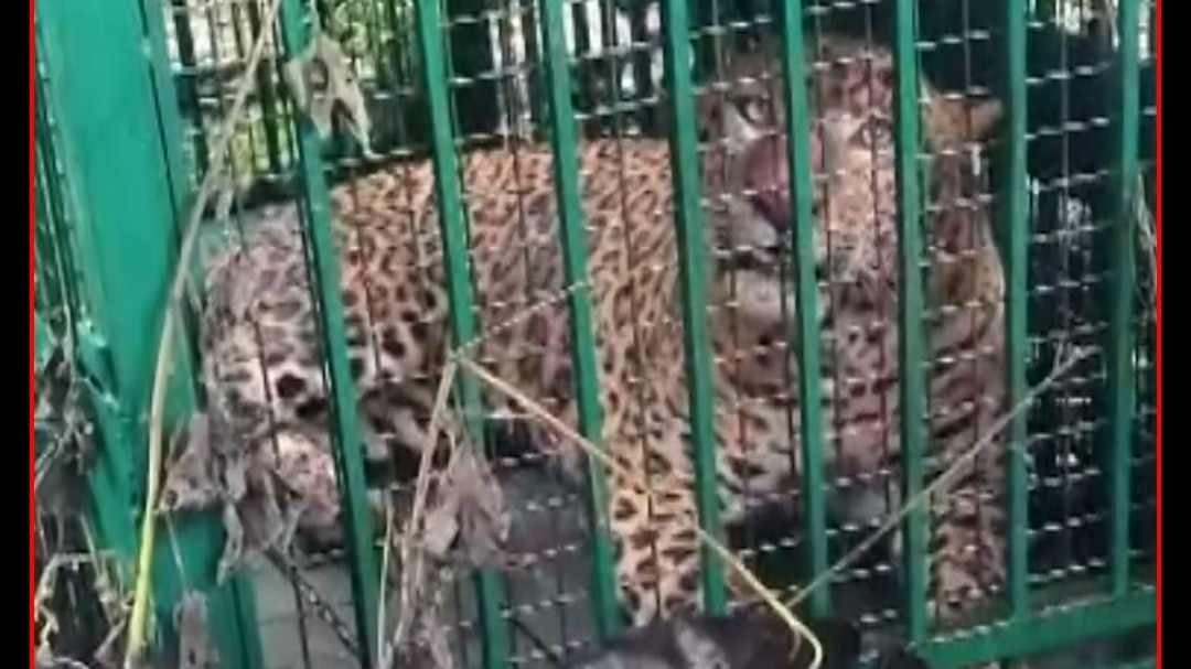 Leopard 