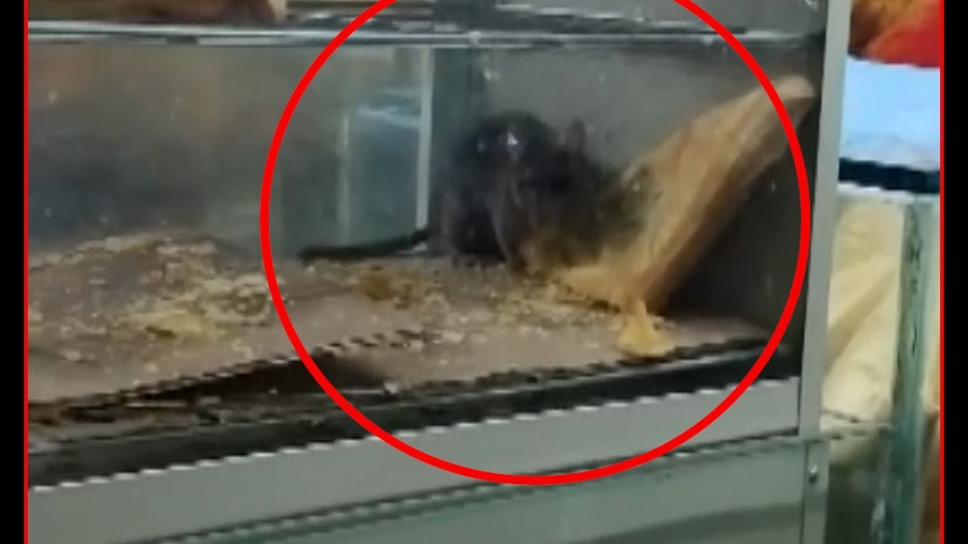  surat railway station Rat