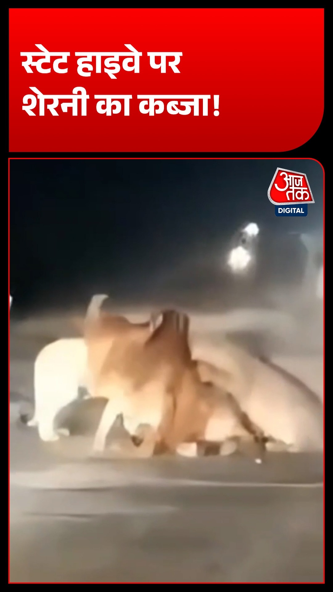 गुजरात के स्टेट हाइवे पर शेरनी का कब्जा! देर रात रुका ट्रैफिक 