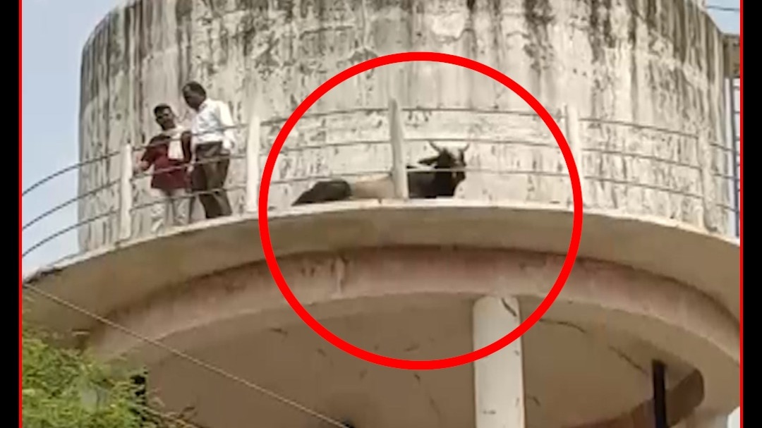 sheopur bull stuck water tank