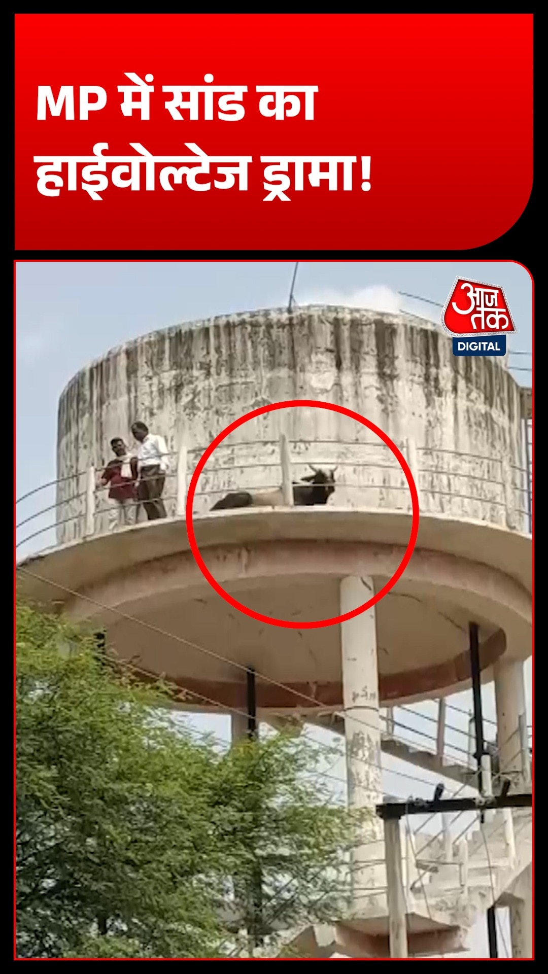 sheopur bull stuck water tank