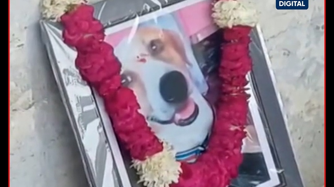 Pet Dog Funrel 