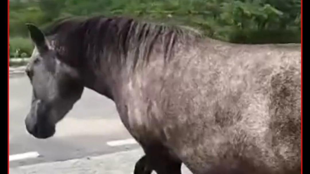 Kanpur horse attack