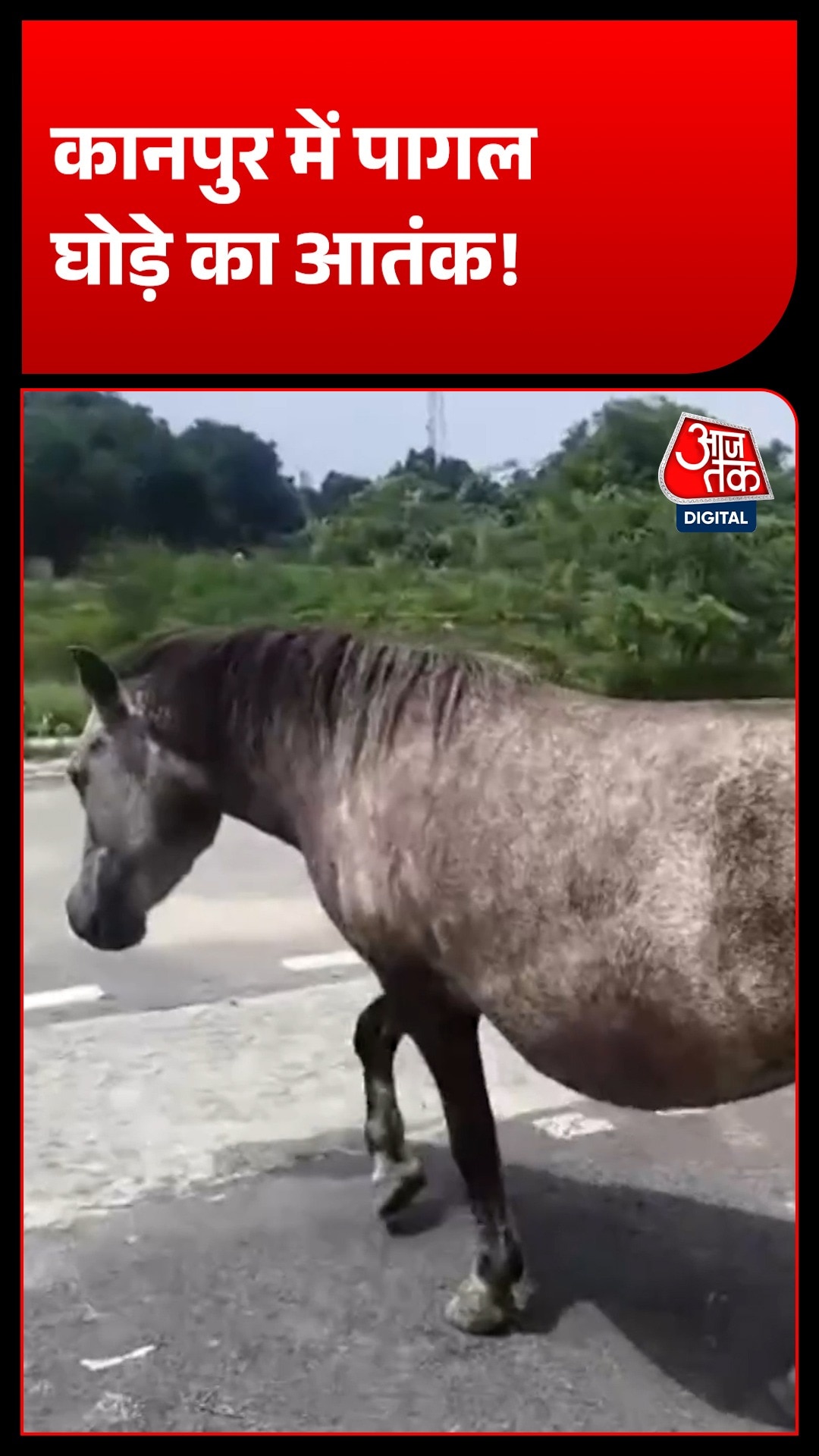 Kanpur horse attack