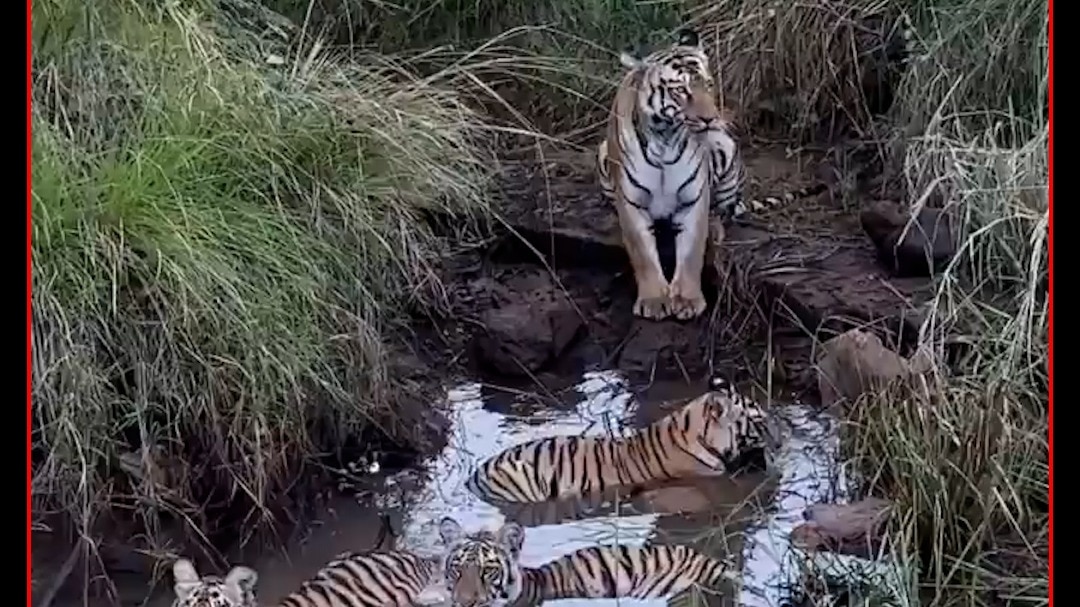 Tadoba tiger cubs pool party