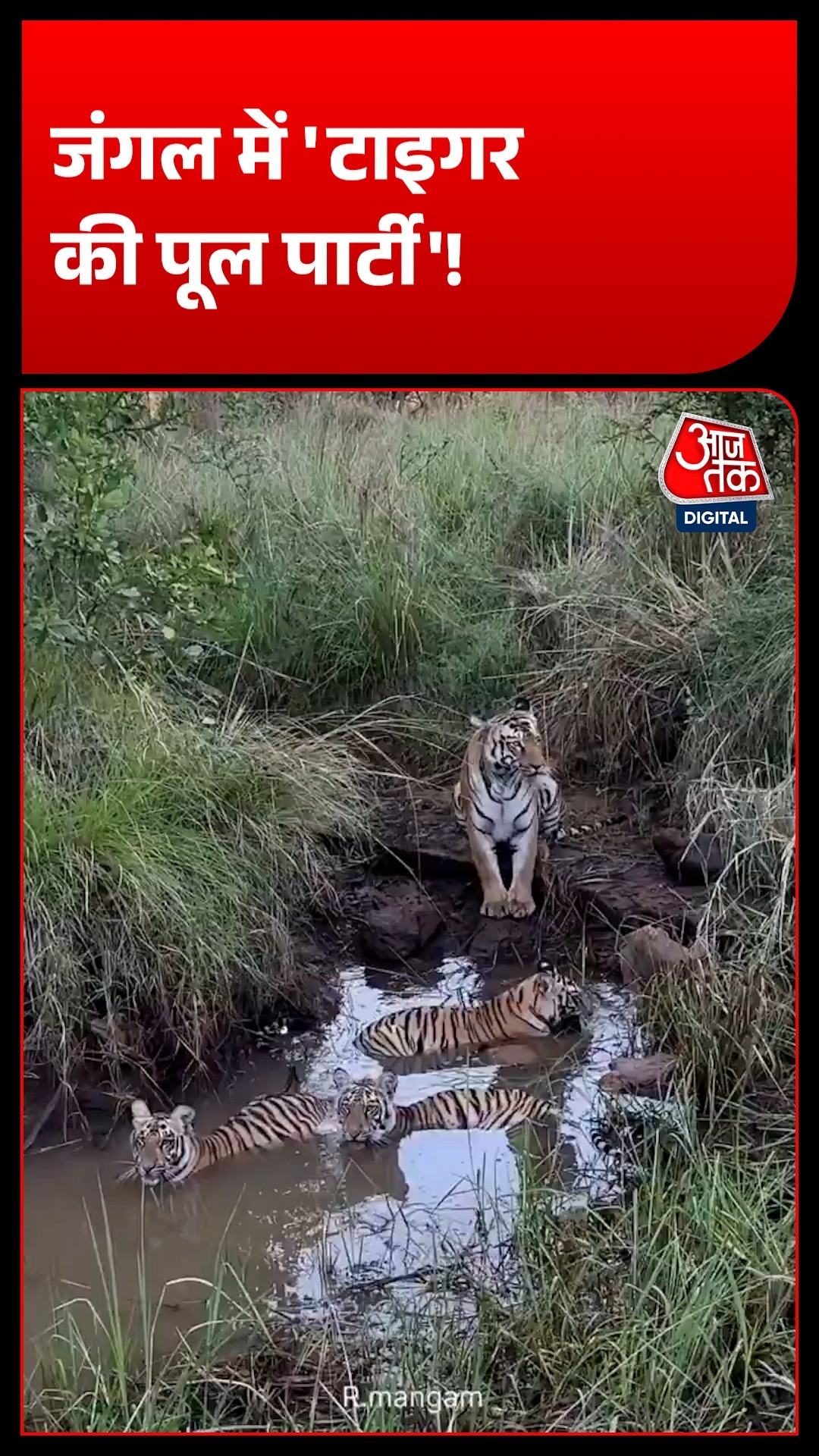 Tadoba tiger cubs pool party