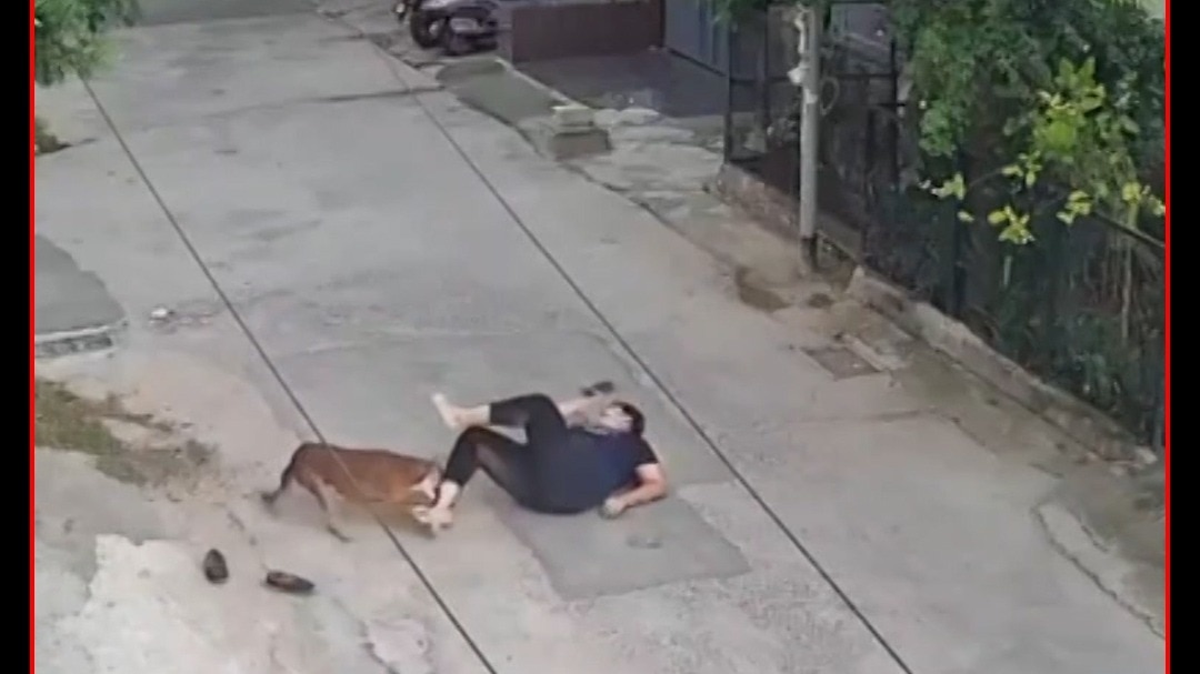 Rohtak Dog Terror 