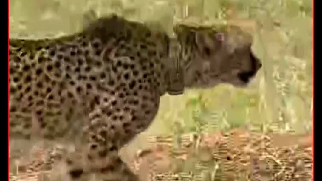 Kuno National Park Cheetah Gaurav