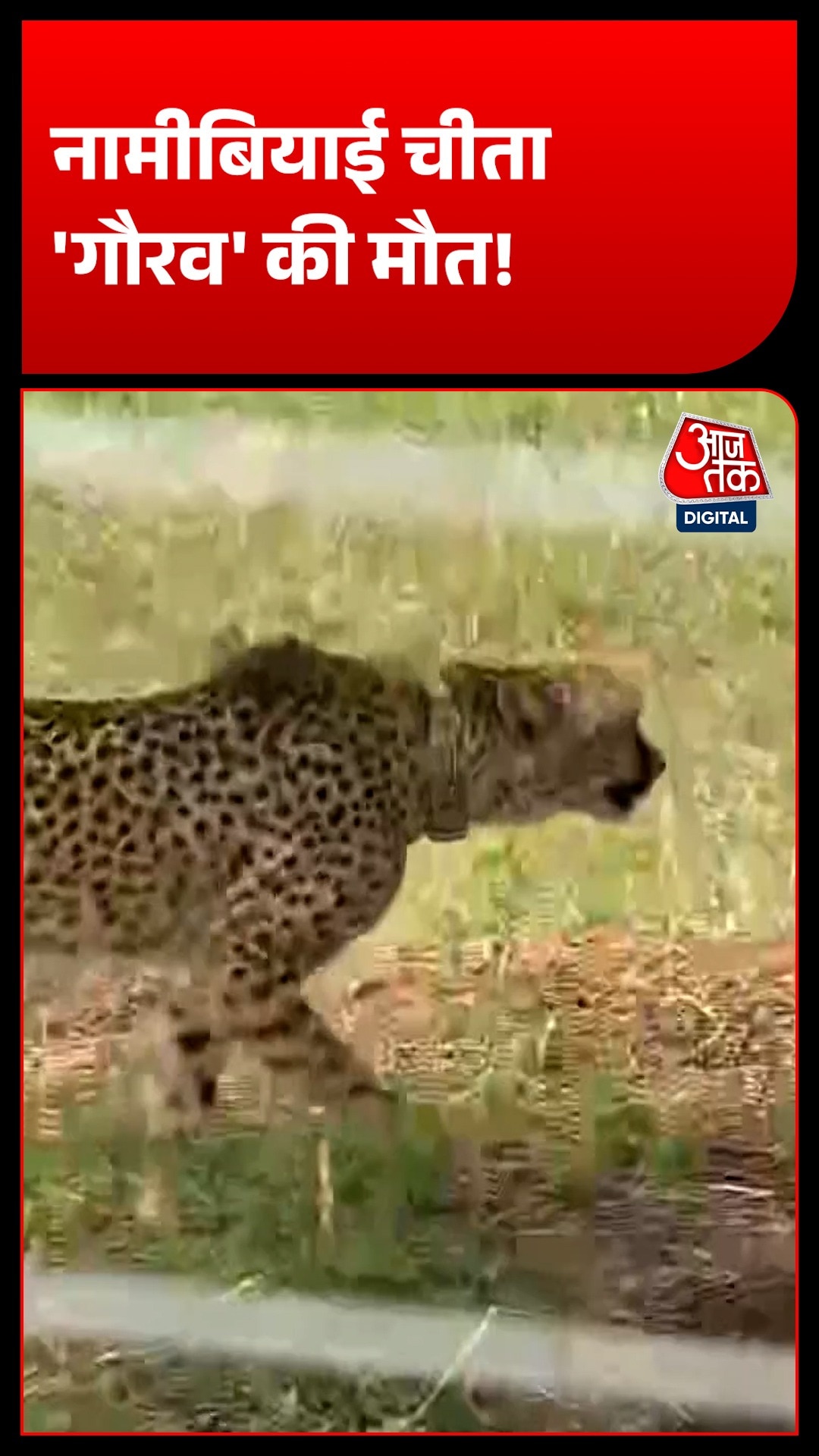Kuno National Park Cheetah Gaurav
