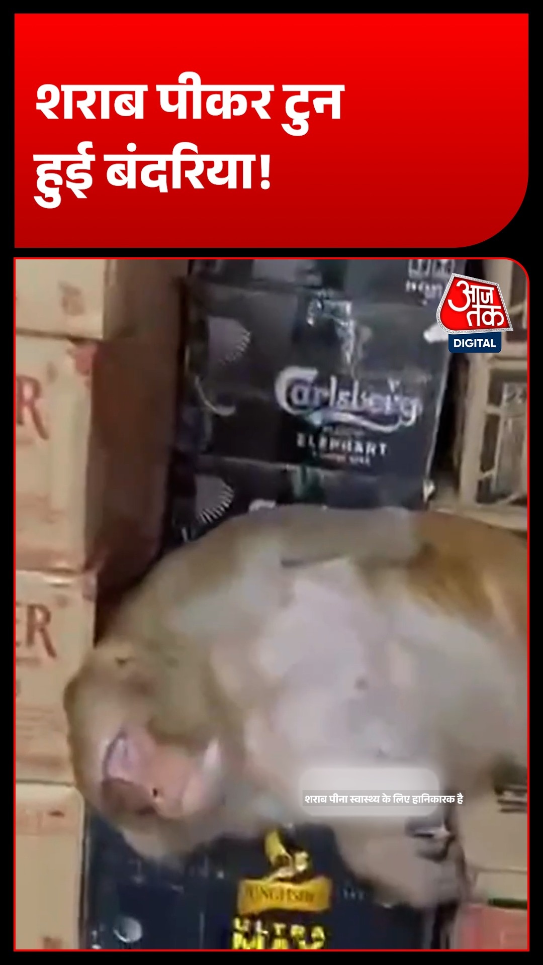 ranchi monkey enters wine shop