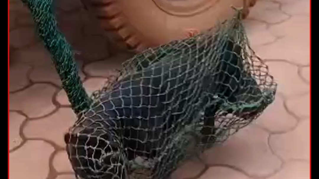 shivpuri stray black dog bites 35 people