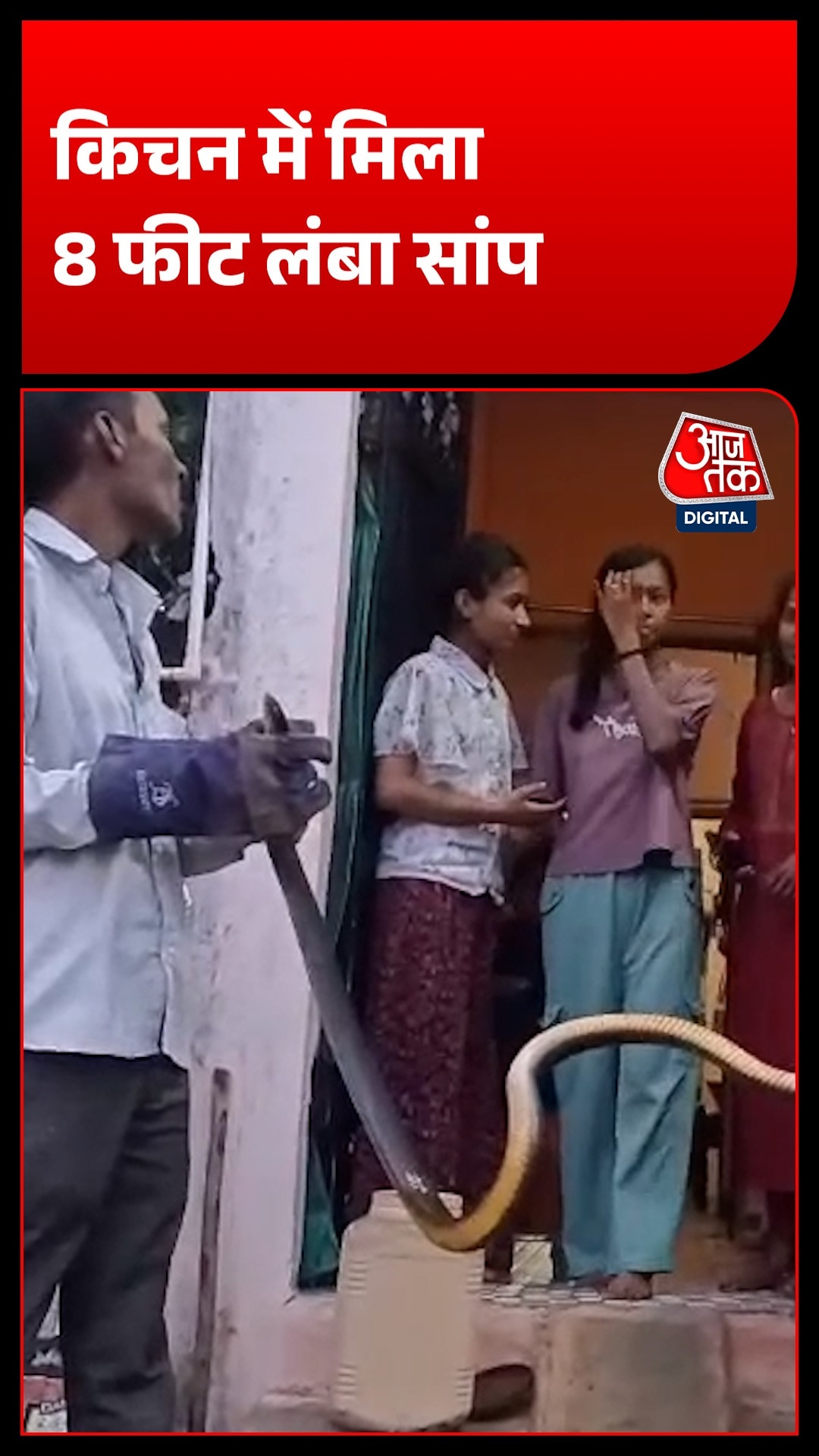किचन में गैस टंकी के पीछे छिपा 8 फीट लंबा सांप, रेस्क्यू से मचा हड़कंप