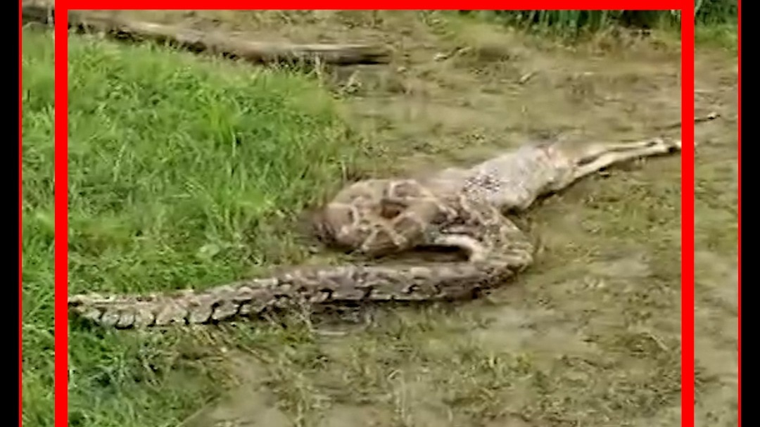 15 Feet python in village