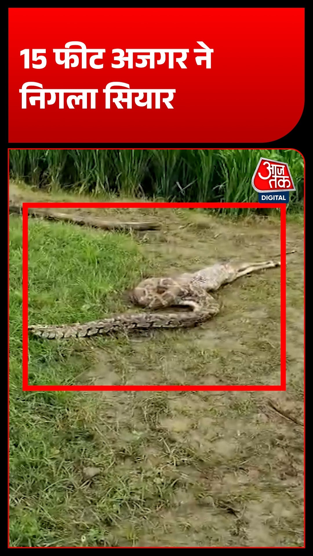 15 Feet python in village