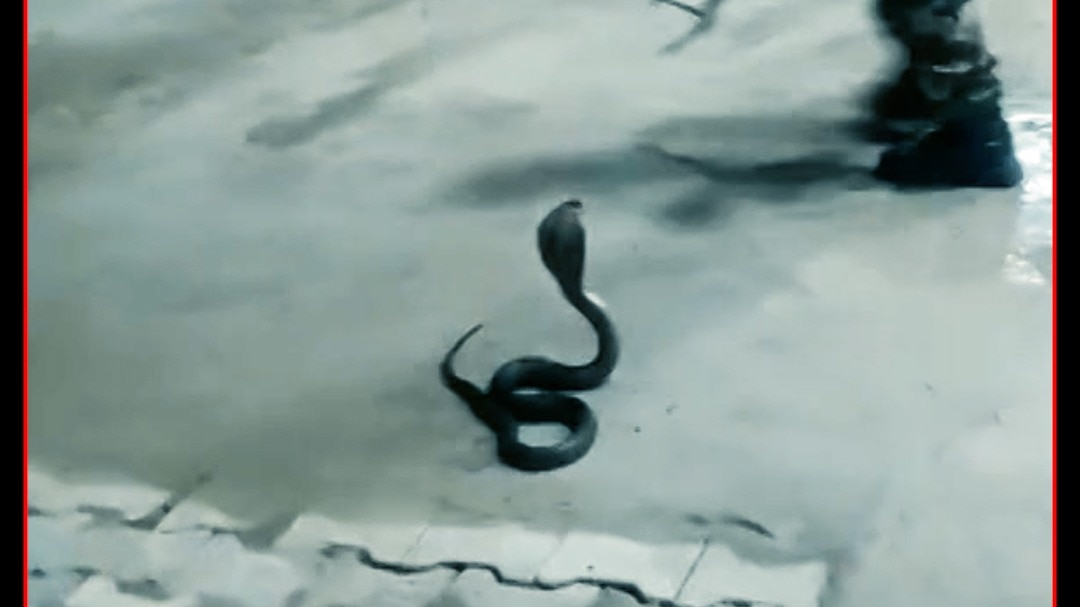 bijnor petrol pump cobra snake