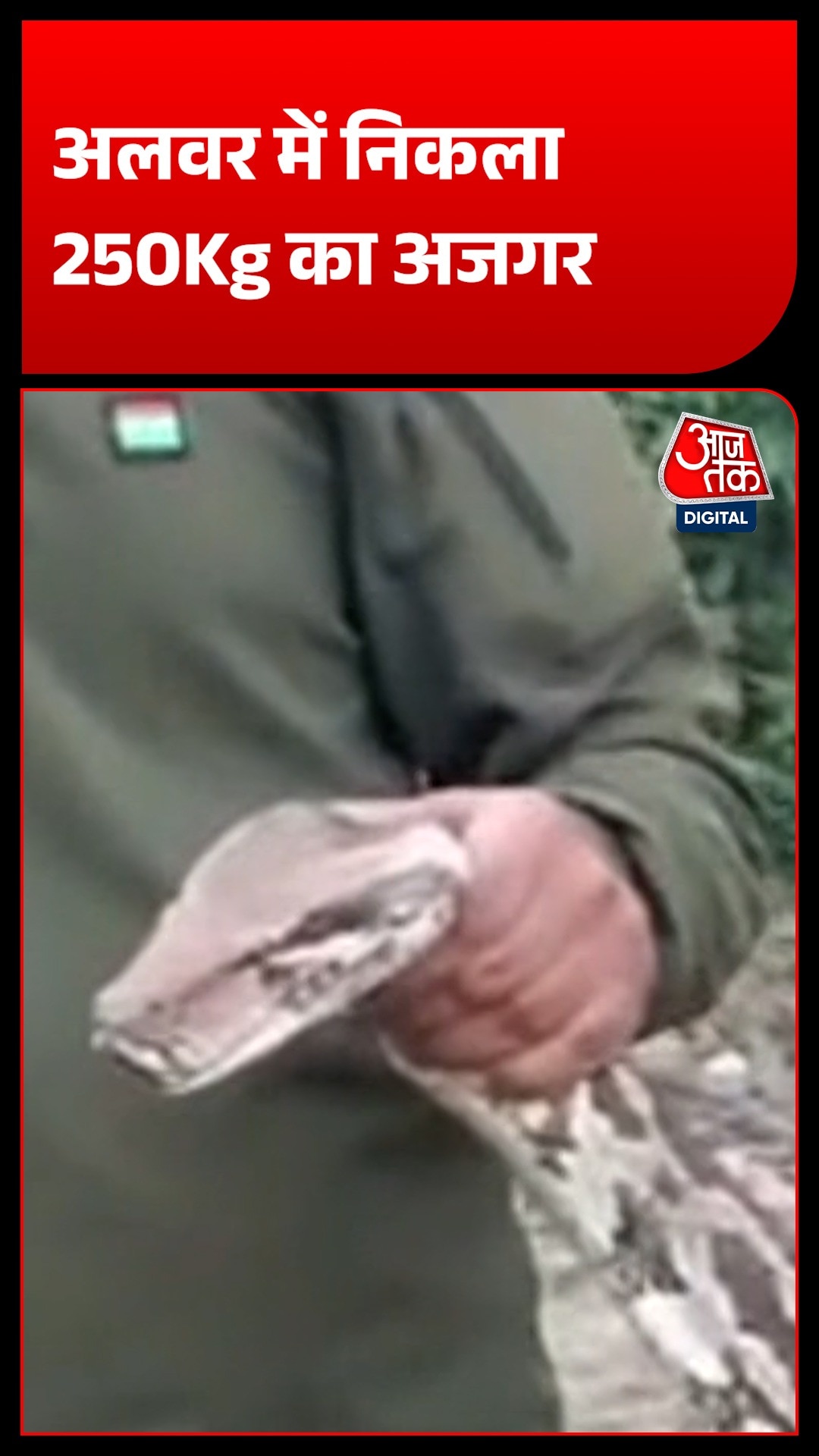 alwar village giant python rescue 