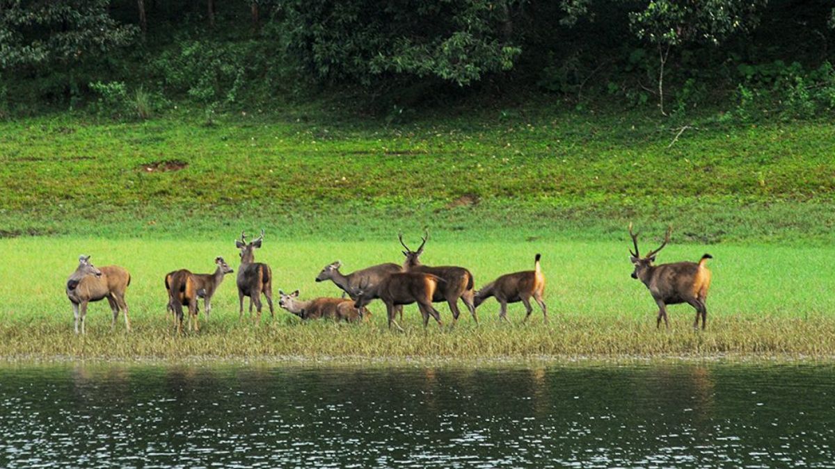 Periyar Sanctuary