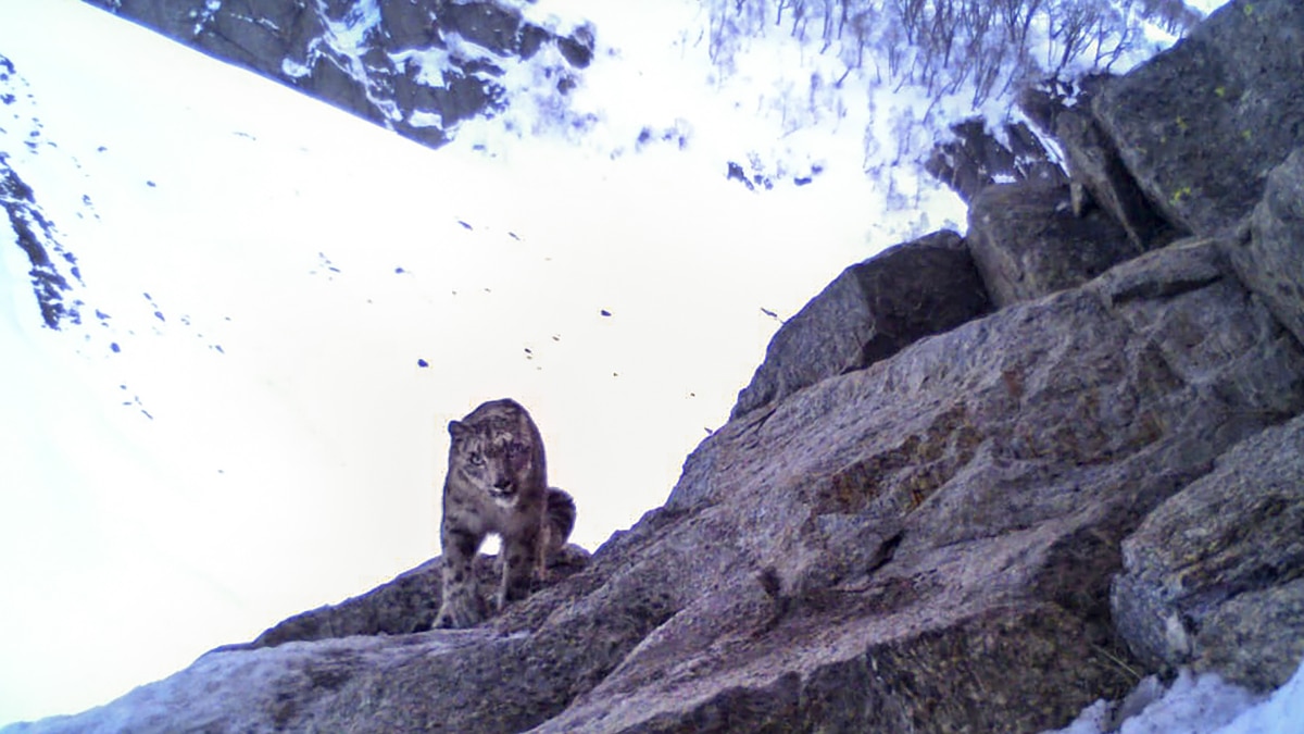 हिम तेंदुए