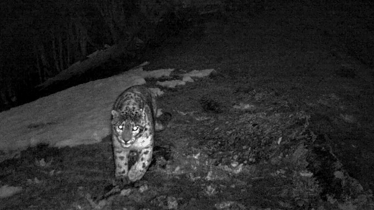 हिम तेंदुए