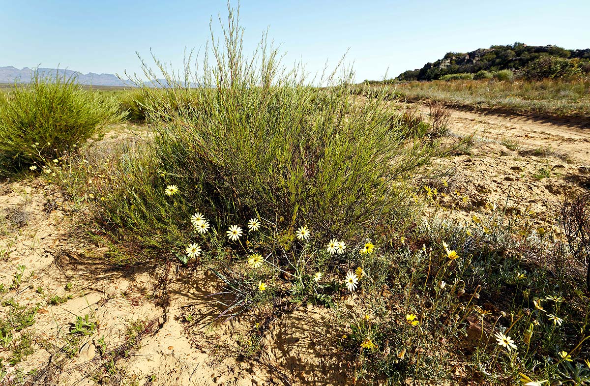 Rooibos Tea South Africa Rooibos Tea South Africa