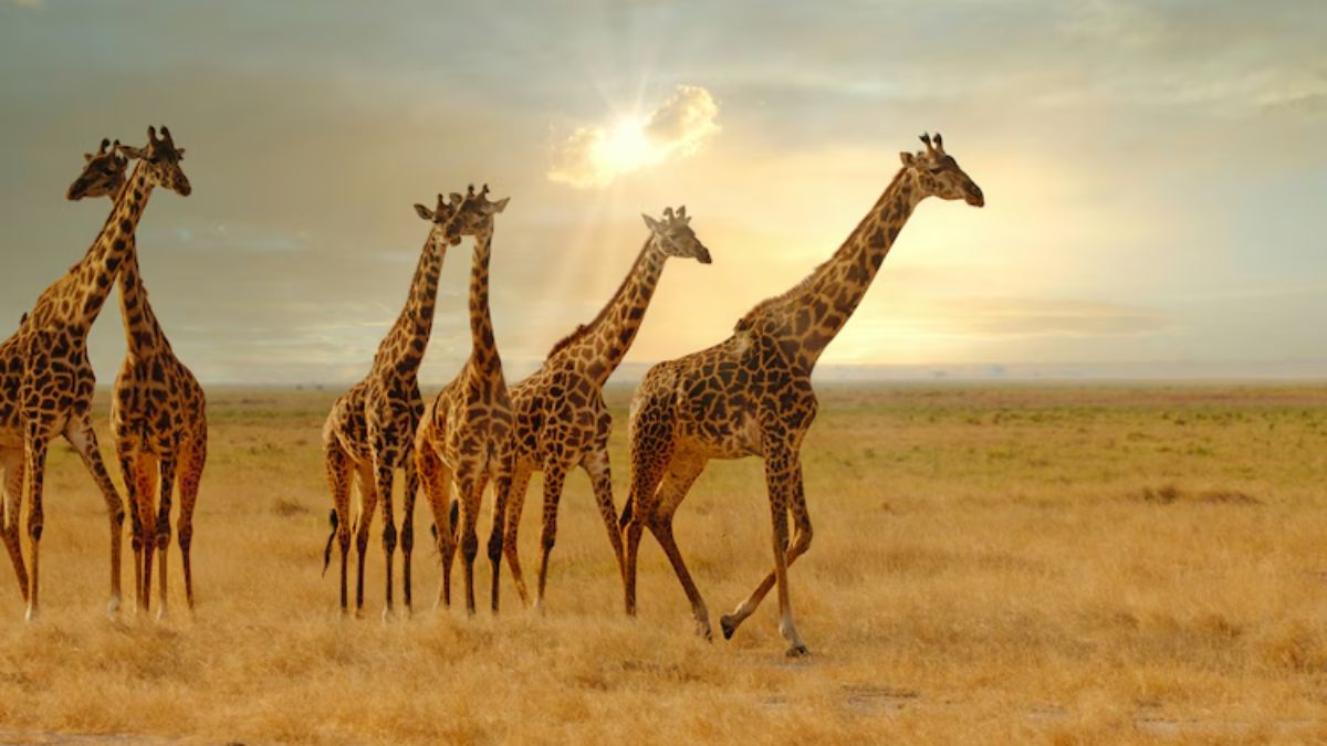 African safaris offer some beautiful sunsets
