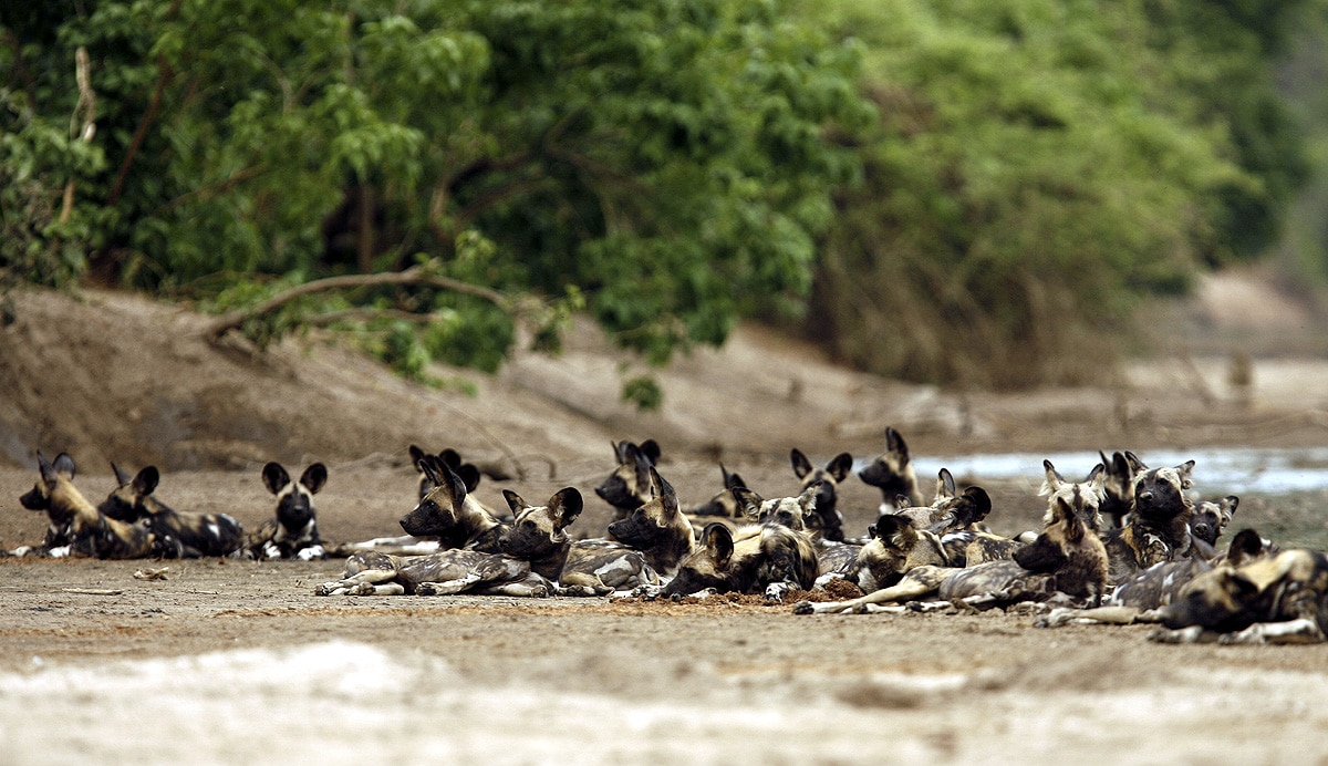 African wild dogs African wild dogs