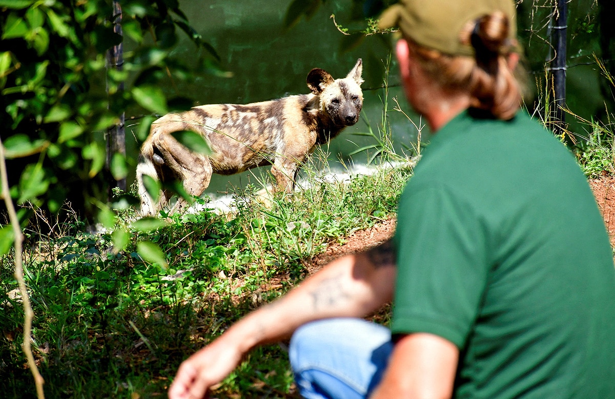 African wild dogs African wild dogs