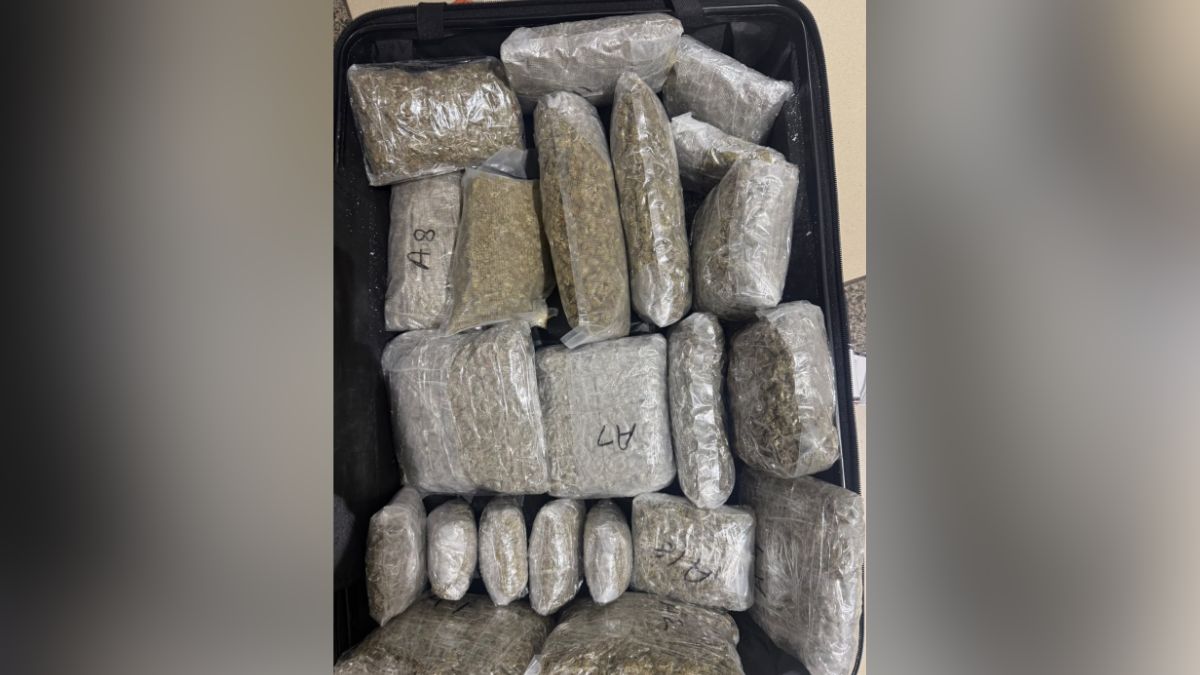 ahmedabad airport customs seize rs 4 crore hydroponic ganja from bangkok passenger