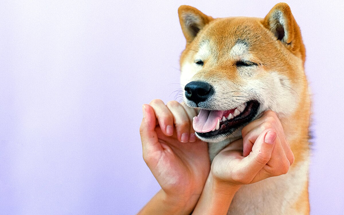 least dangerous dogs