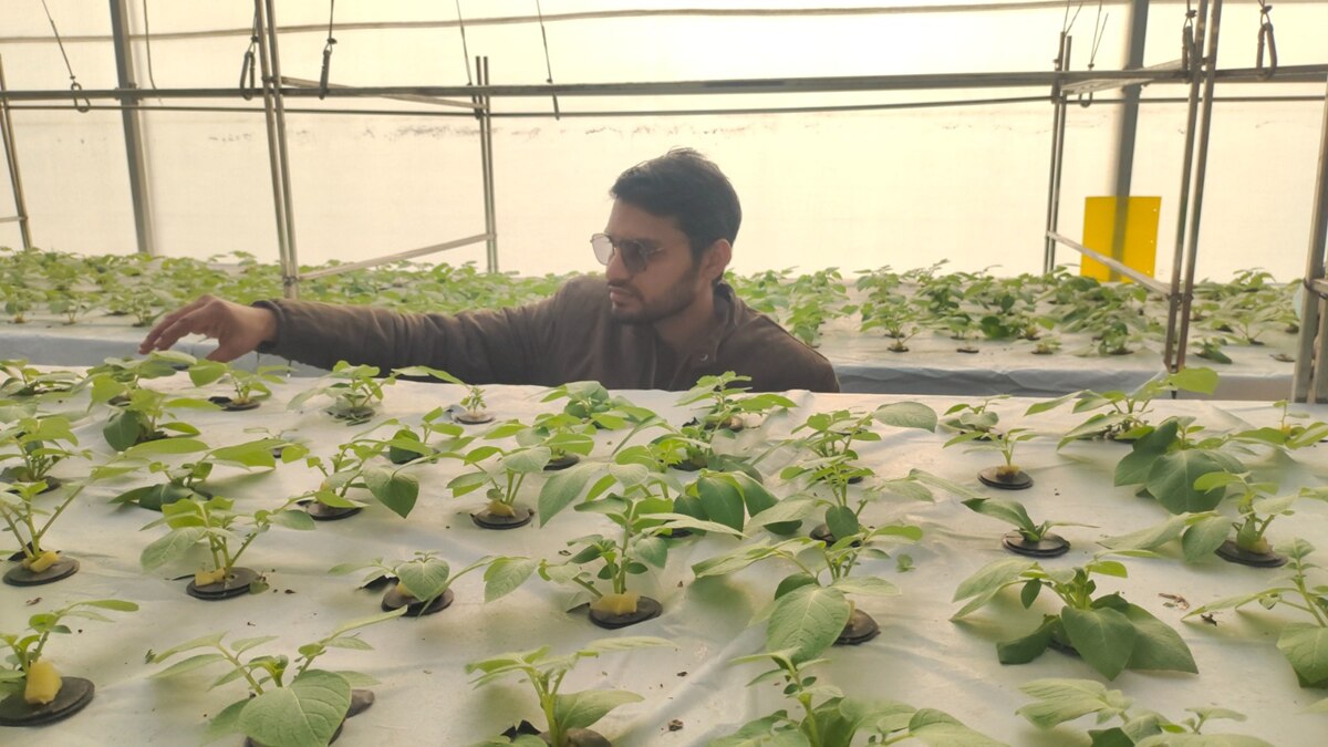 आलू की नई किस्म