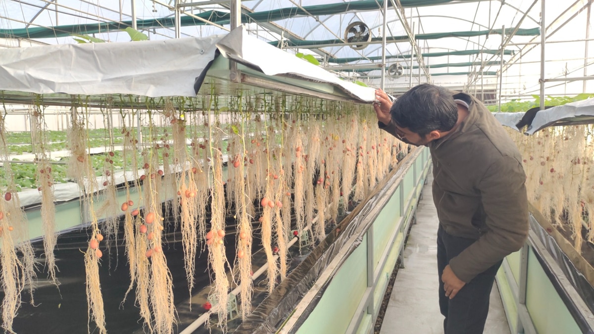 आलू की नई किस्म