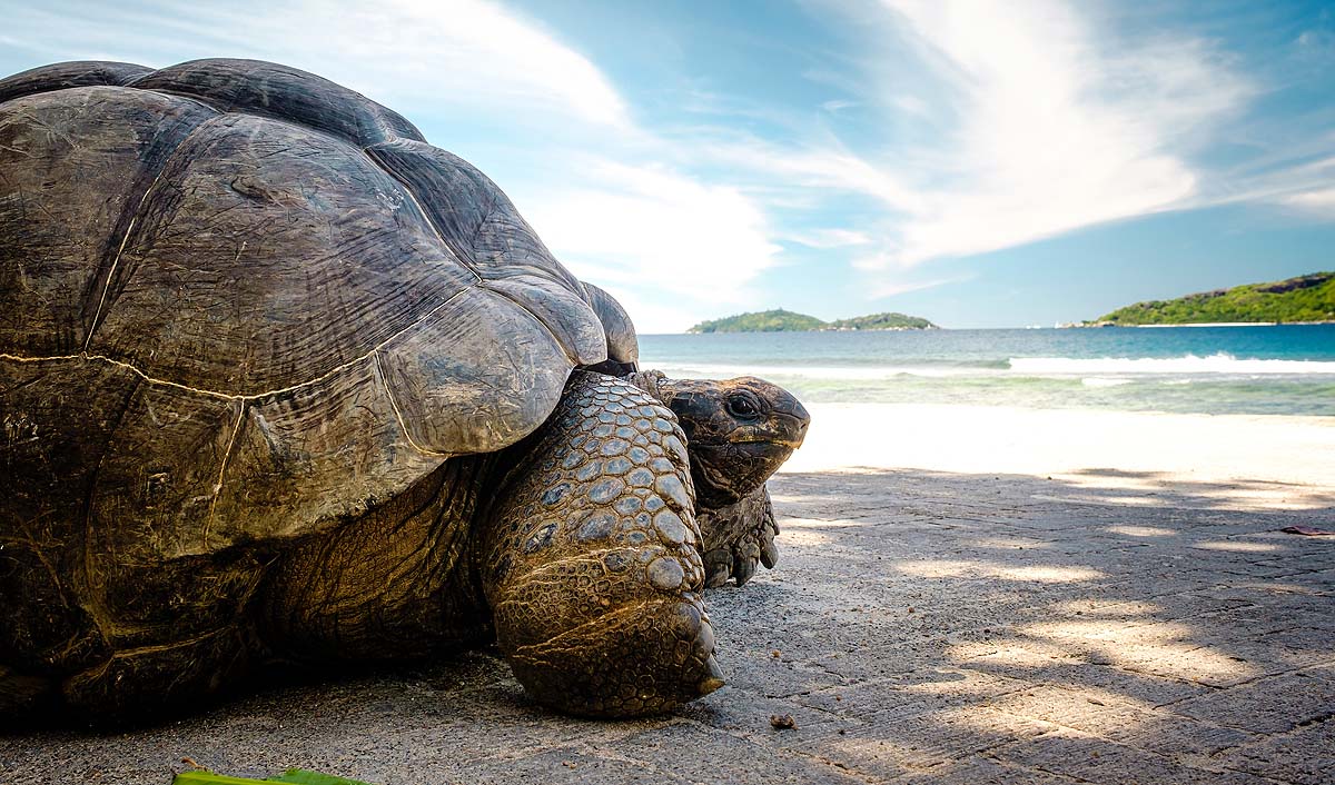 Aldabra Giant Tortoise Aldabra Giant Tortoise