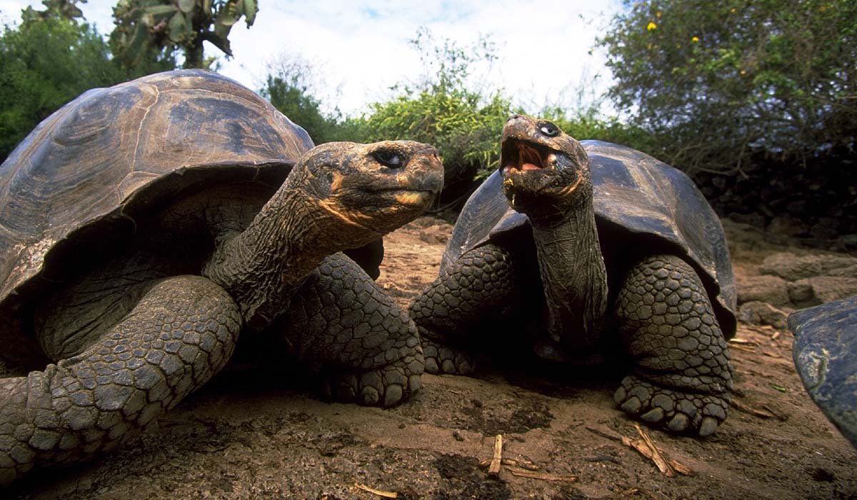 Aldabra Giant Tortoise Aldabra Giant Tortoise