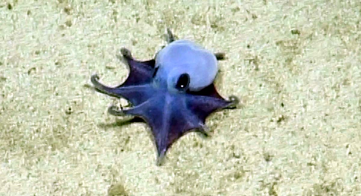 blue octopus pacific ocean